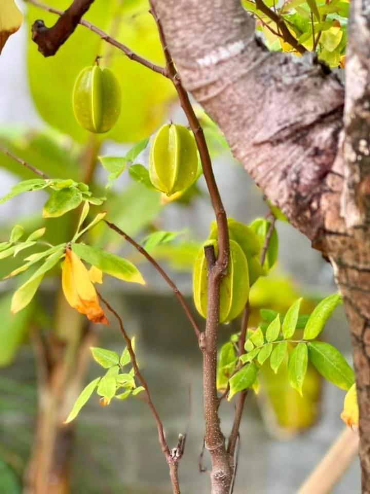 Golden Lotus Spa & Homestay Ap Thien Phuoc Zewnętrze zdjęcie
